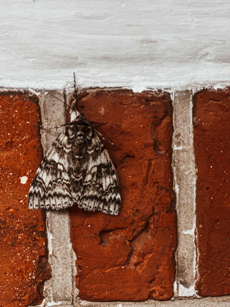 Natsværmer på væggen